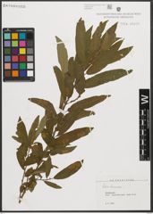 Foto von Salix triandra L.